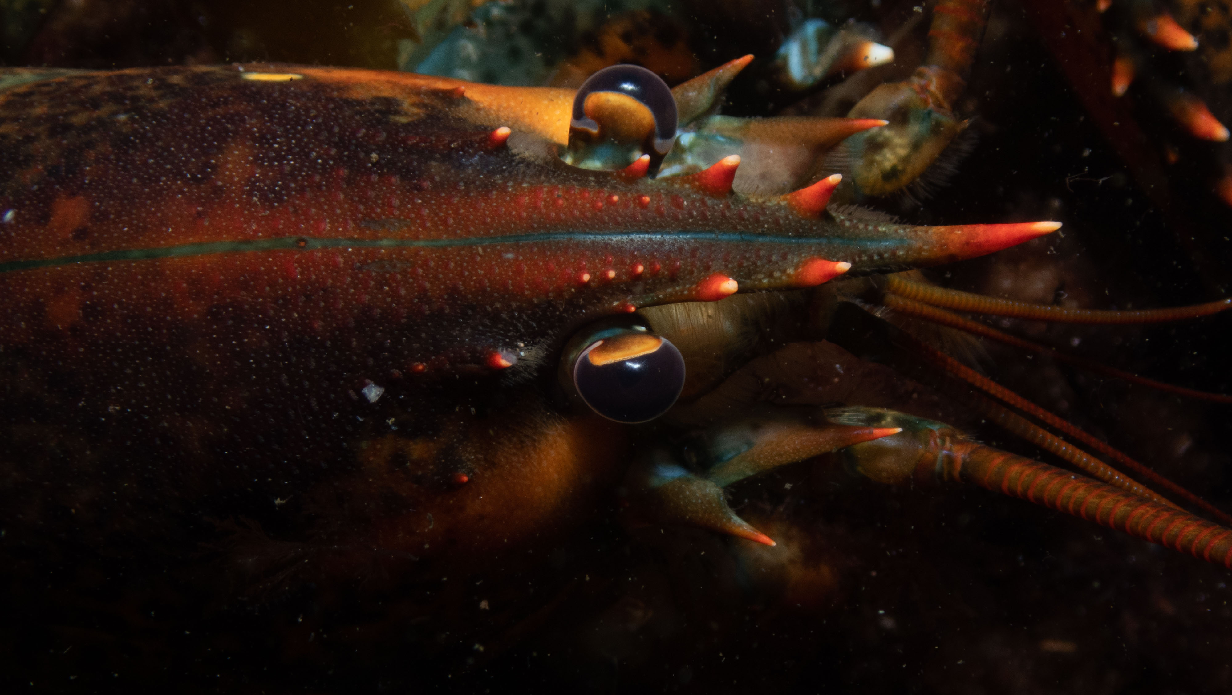 New England Lobster - Nubble Lighthouse Dive Site, York, Maine